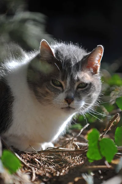 Portrait Cute Cat — Stock Photo, Image