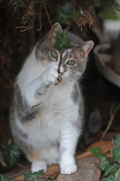 Portrait Cute Cat — Stock Photo, Image