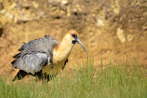 Malebný Pohled Krásné Ibis Ptáka — Stock fotografie