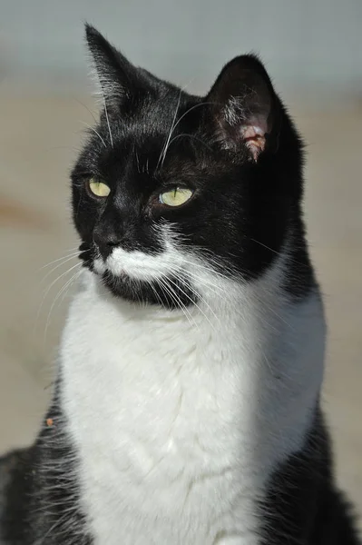 Retrato Gato Bonito — Fotografia de Stock