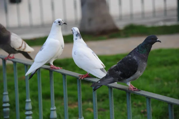 Bathing Pigeons Sparrows — 스톡 사진