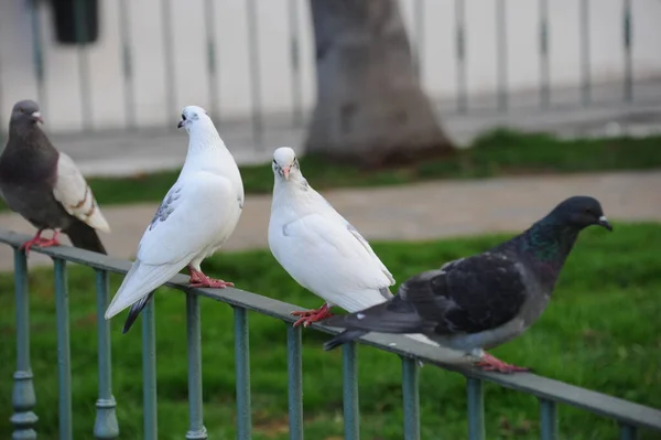 Bathing Pigeons Sparrows — Stock Photo, Image