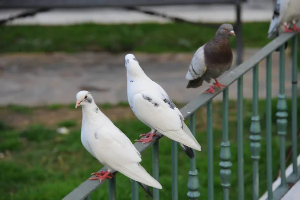 Bathing Pigeons Sparrows — 图库照片