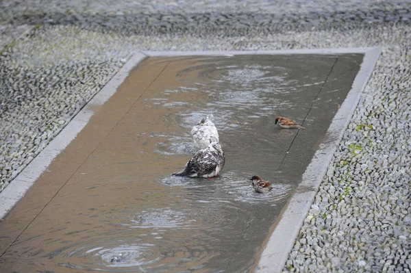 Bathing Pigeons Sparrows — ストック写真