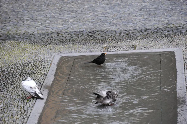 Bathing Pigeons Sparrows — Stock Photo, Image