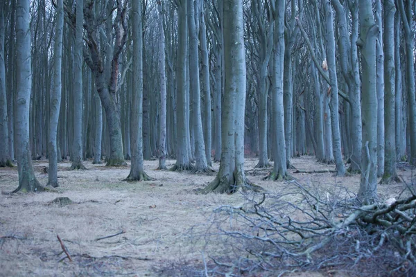 Scenic View Flora Wild Forest — Stock Photo, Image