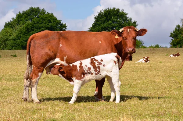 Brown Cow Calf Suckling Prairie Department Sarthe France — Stock Photo, Image