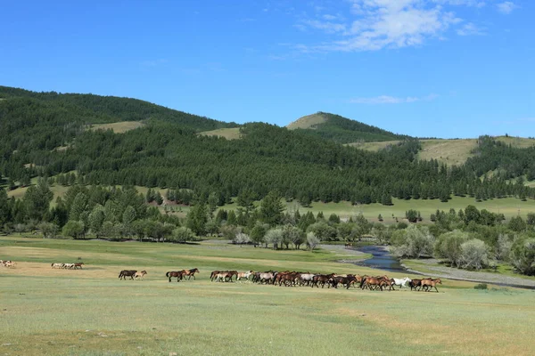 Лошади Монгольской Степи — стоковое фото
