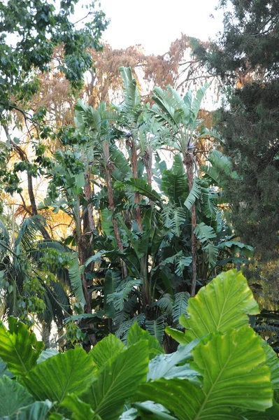 Stadtpark Malaga Espagne — Photo