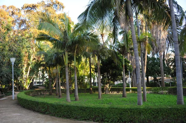 Stadtpark Malaga Španělsko Palman — Stock fotografie