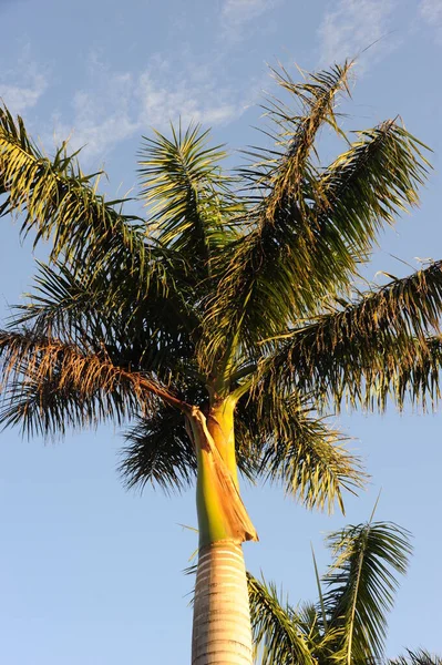 Stadtpark Malaga Spanien Palma — Stockfoto