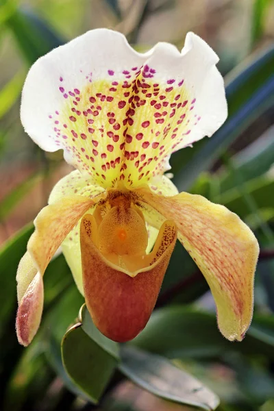 Damtoffel Eller Venussko Paphiopedilum Hybrider — Stockfoto