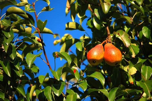 Päron Trädet — Stockfoto