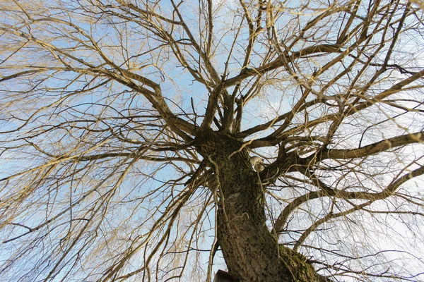 Baumkrone Einer Weide Mit Schönem Himmel — Stockfoto