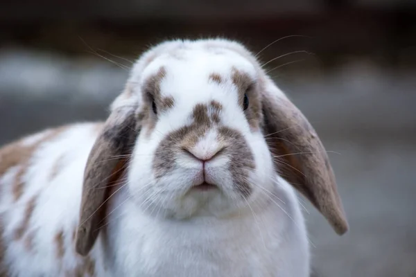 Verschiedene Tiere Selektiver Fokus — Stockfoto