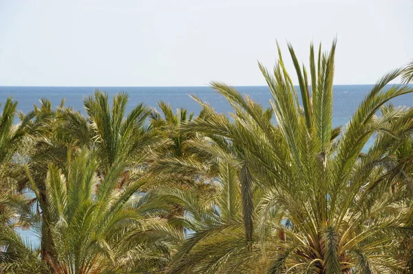 Palmenblätter Spanien Kopierraum — Stockfoto