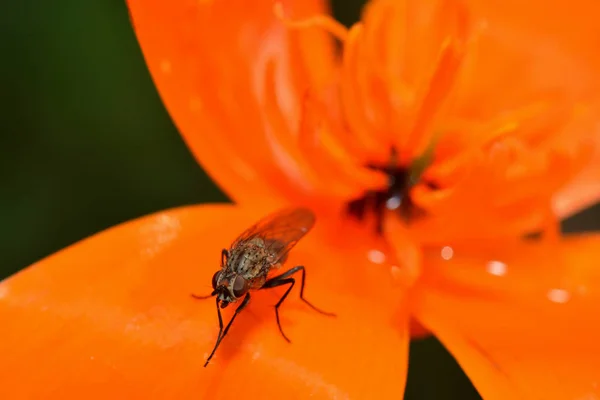 Fly Macro Flower — 스톡 사진