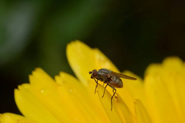 Voler Sur Fleur Jaune — Photo