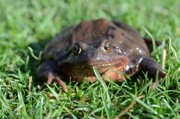 Grenouille Graminée Petit Amphibien — Photo