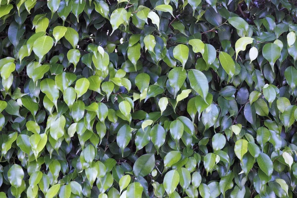 Ciemny Średni Zielony Podłużna Liści Wiecznie Zielone Krzew Widać Bliska — Zdjęcie stockowe