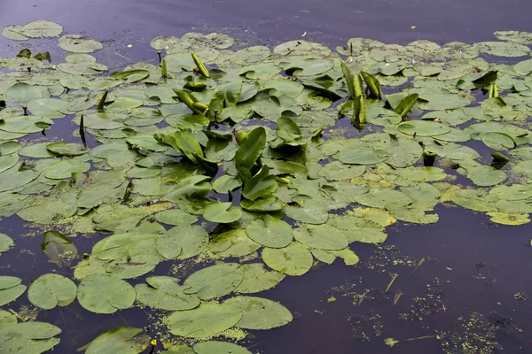 水面に緑の睡蓮の葉の詳細 — ストック写真