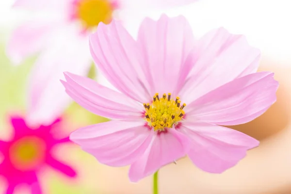 Closeup Cosmos Flower Background — Stock Photo, Image