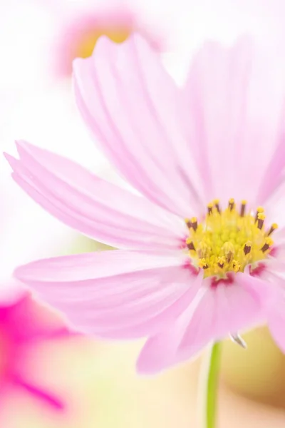 Nahaufnahme Kosmos Blume Auf Dem Hintergrund — Stockfoto