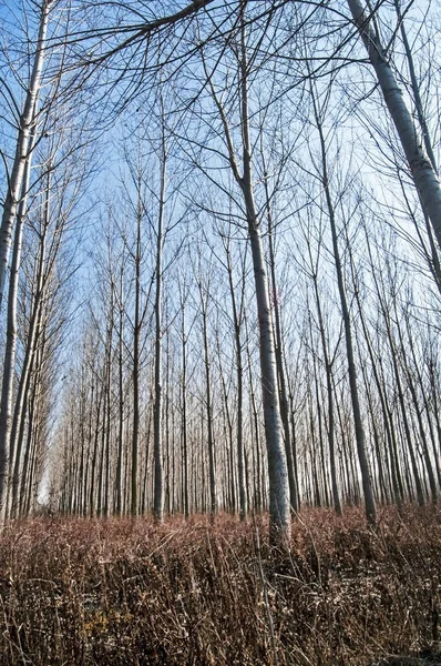 Bosque Plantaciones Álamo Día Invierno Soleado — Foto de Stock