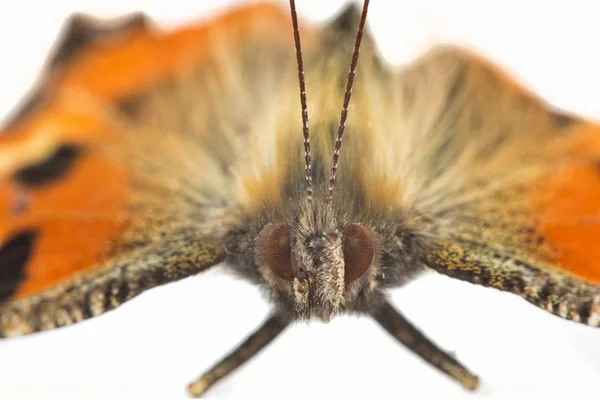 Image Shows Butterfly Close Seup — стоковое фото