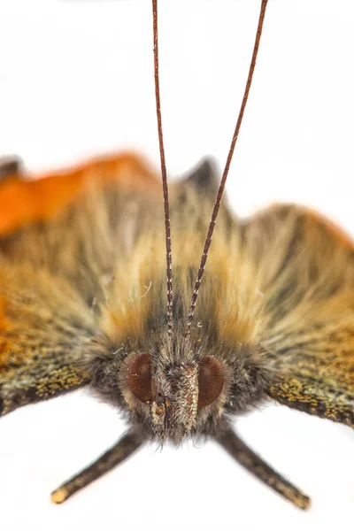 Primo Piano Farfalla Esotica Concetto Natura Selvaggia — Foto Stock