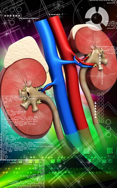 Цифрова Ілюстрація Нирки Кольоровому Фоні — стокове фото
