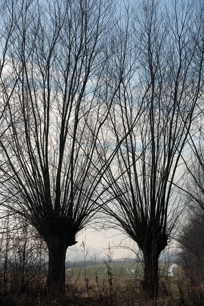 Typické Zauzlené Vrby Holandské Krajině Biesbosch — Stock fotografie