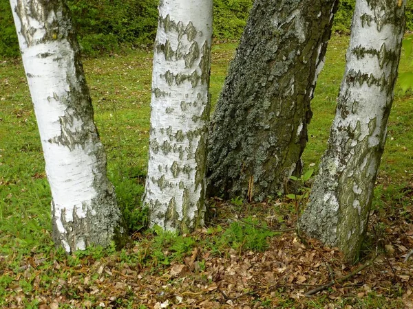 Bouleaux Dans Jardin Bouleau — Photo