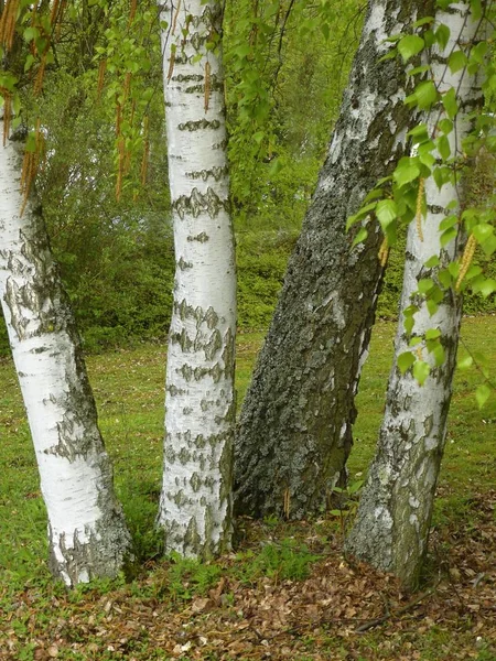 Bétula Árvores Jardim Bétula Árvores — Fotografia de Stock