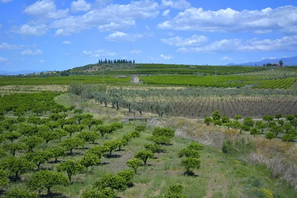 Italie Italie Sicilië Landschap Tussen Catania Enna Ijzige Landbouw Sinaasappelboomgaard — Stockfoto