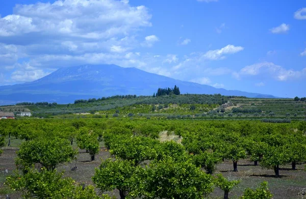 イタリア イタリア シチリア カターニア エトナ山と雲の間のエンナ地方 病気の農業 オレンジ農園 — ストック写真