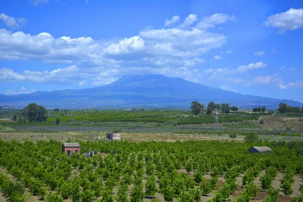 イタリア イタリア シチリア カターニア エトナ山と雲の間のエンナ地方 病気の農業 オレンジ農園 — ストック写真