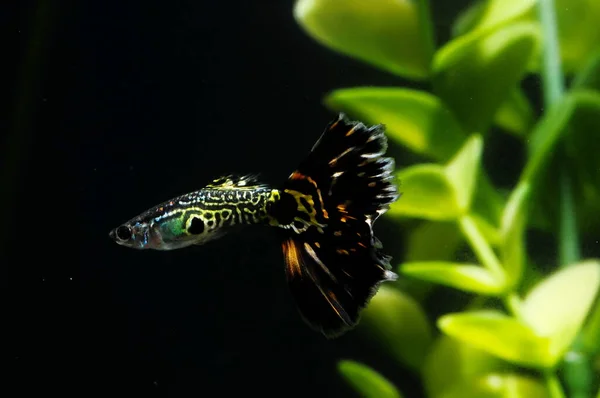 熱帯アカリウムのグッピー多色魚 — ストック写真