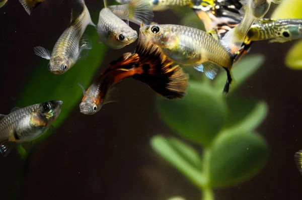 Tropikal Akvaryumdaki Guppy Çok Renkli Balığı — Stok fotoğraf