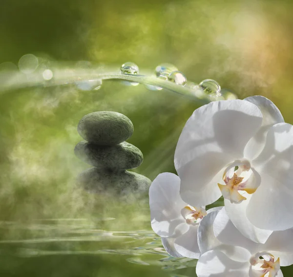 Schöne Blumen Blumiges Konzept Hintergrund — Stockfoto