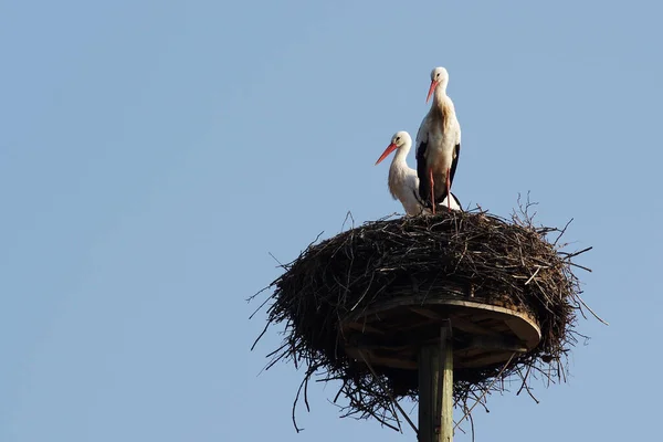 White Storks — Stockfoto