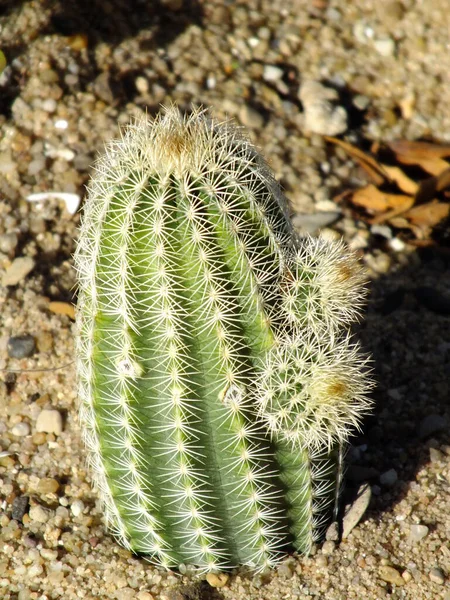 Een Cactus Exotische Grond — Stockfoto