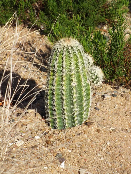 Egzotikus Talajú Kaktusz — Stock Fotó