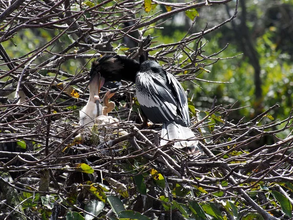 Männchen Anhinga Füttert Seine Jungen Nest — Stockfoto