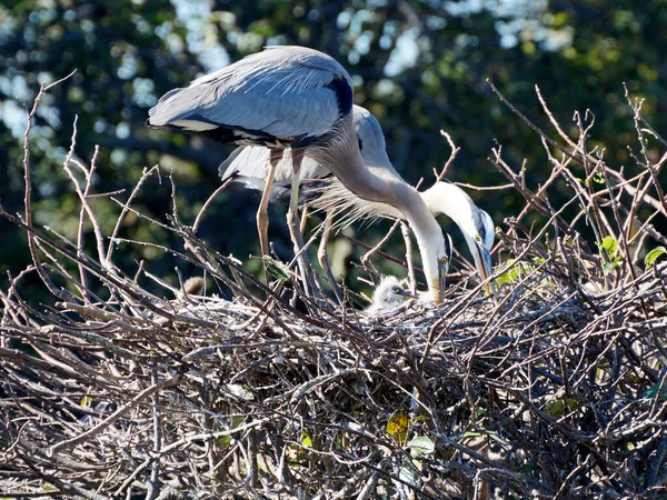 Gran Familia Blue Heron Madre Padre Crías Nido —  Fotos de Stock