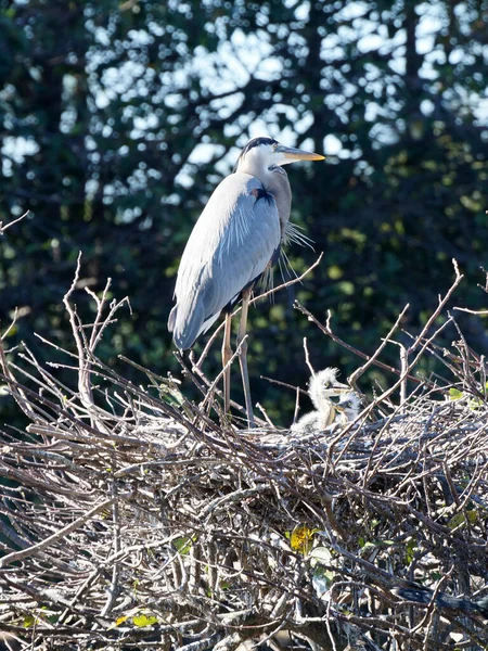 Nagy Kék Heron Anya Vigyáz Fiókáira Fészekben — Stock Fotó