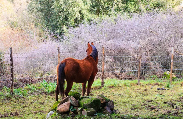 Kahverengi Altesina Dağında Otluyor — Stok fotoğraf