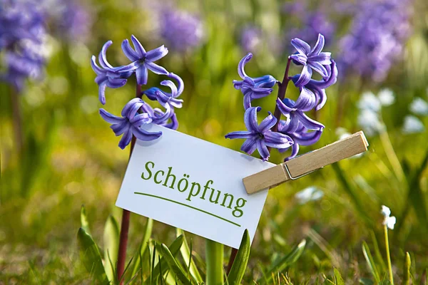 Hyacint Bloemen Flora Plantkunde — Stockfoto