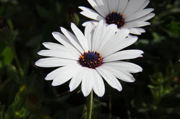 Margarita Flowers Wild Filed Flora — Stock Photo, Image