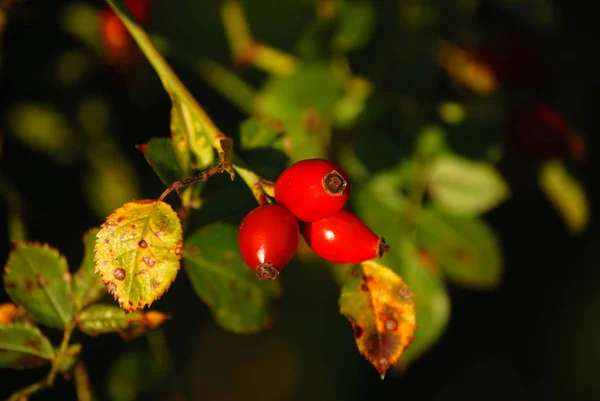 Gül Kalça Kırmızı Dut — Stok fotoğraf